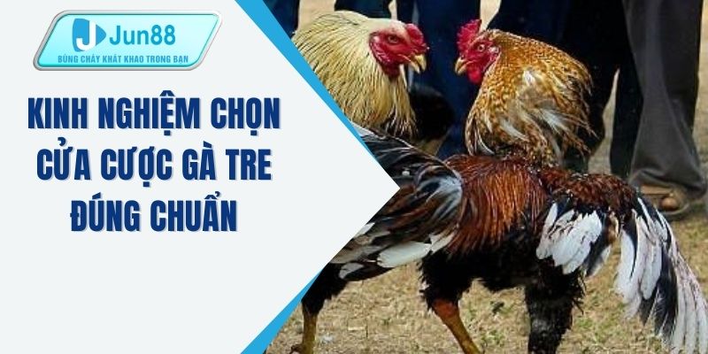 Kinh nghiệm chọn cửa cược gà tre đúng chuẩn